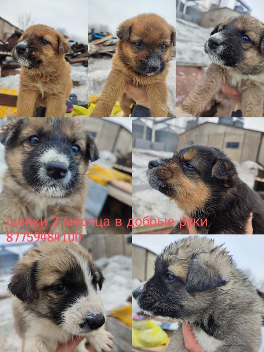 Щеночки в хорошие,добрые руки