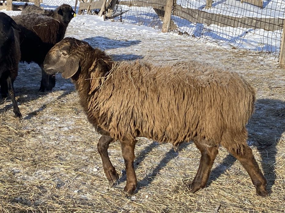 Продаютса кошкары арашан