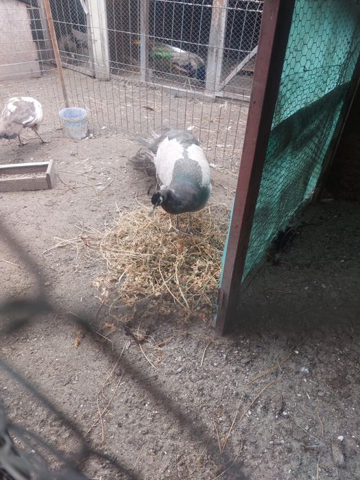 Vand mascul paun matur opal si alb