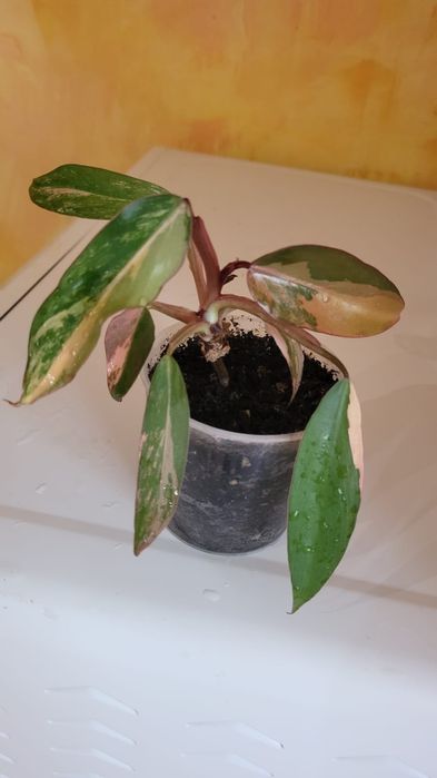 Филодендрон ред эмеральд