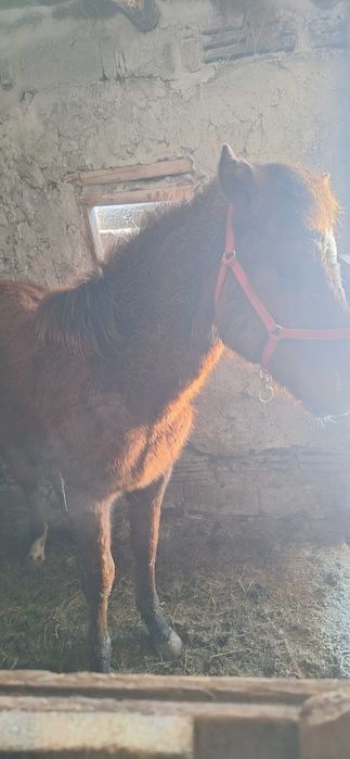 Продам жеребенка