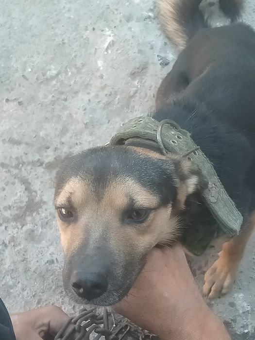 Продам собаку кобель