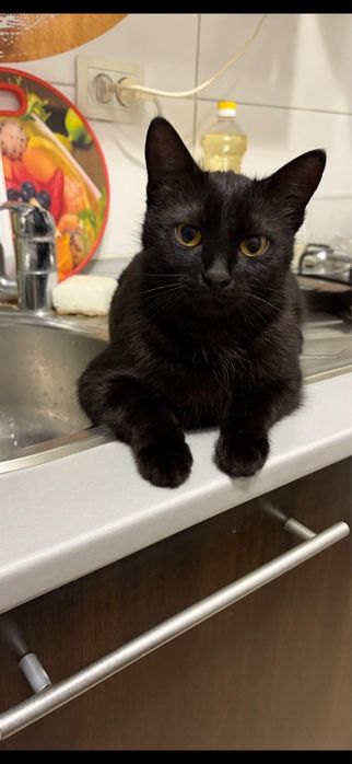 Отдадим кошечку