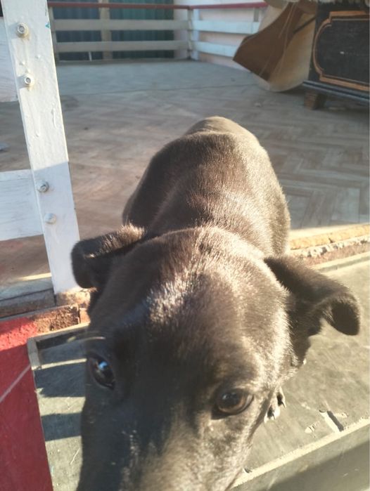 Щенок звонок бесплатно