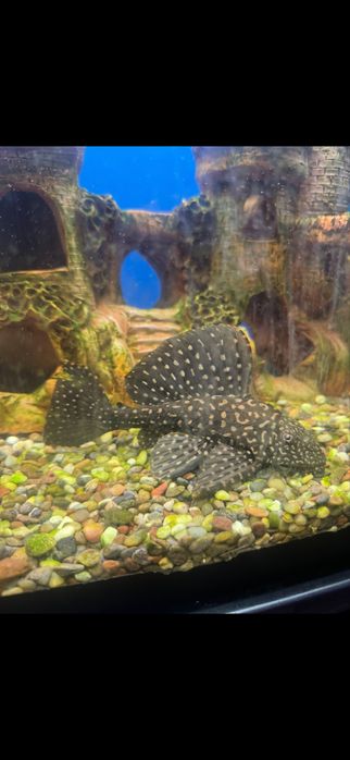 Аквариум 200 литров