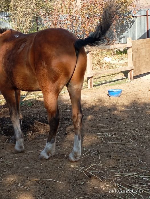 Продам мерина молодого