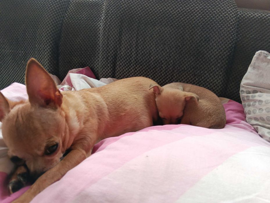 Чихупинчерче момиче