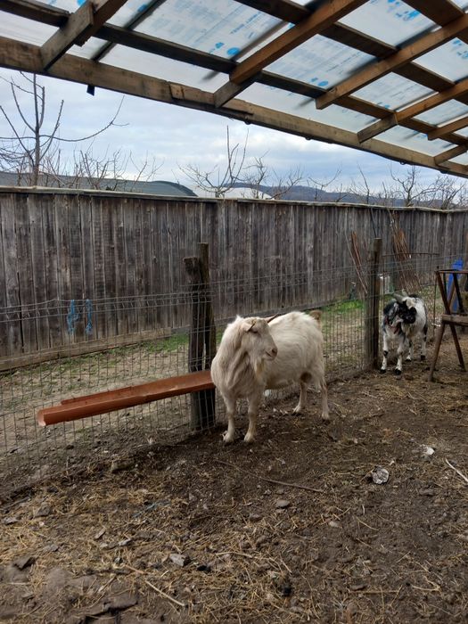 Țap sannen si anglonubian