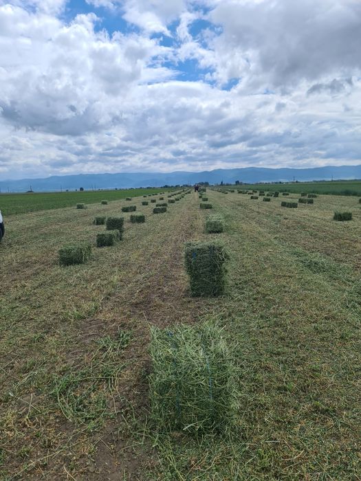 Vând baloti  Lucernă fân de munte trasport la domiciliu producție 2024