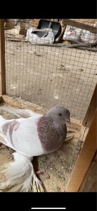 Голубь тасман   .