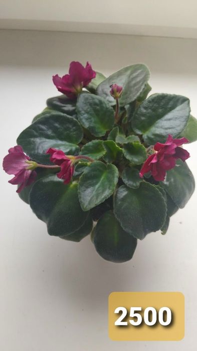 Фиалки на продажу