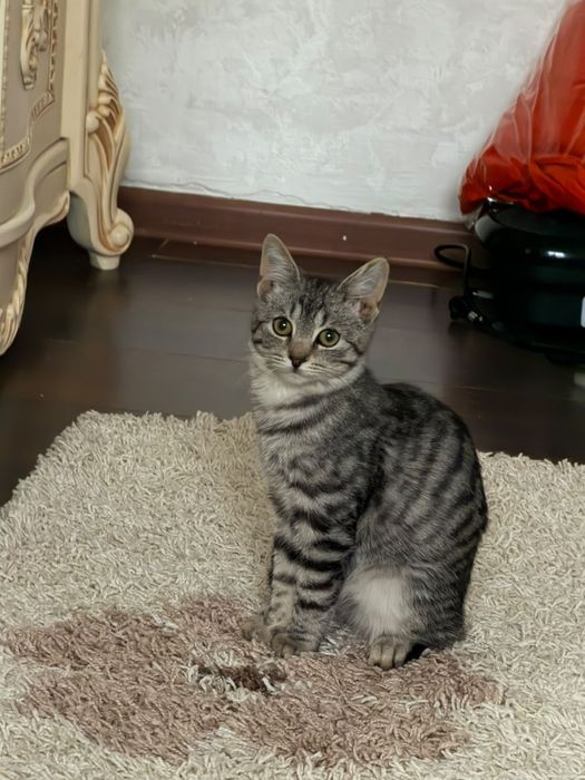 Отдам котенка в добрын руки
