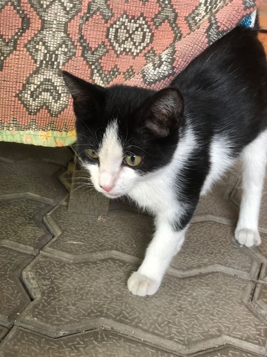 Отдам котенка в добрые руки
