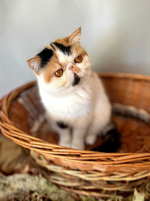 Продава се в развъждане котка, порода экзот. Родена 28.04.25.