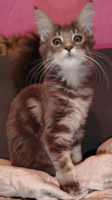Baitel,rasa pura Maine Coon