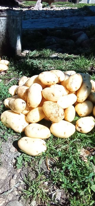Картофель свежий.