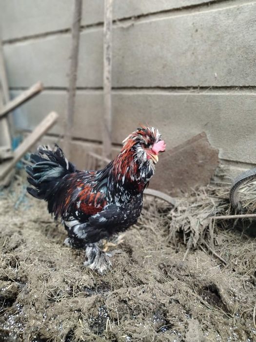 Струмски  петли.