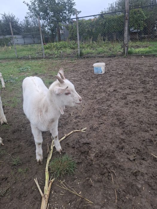 Caprița Sannen de vânzare