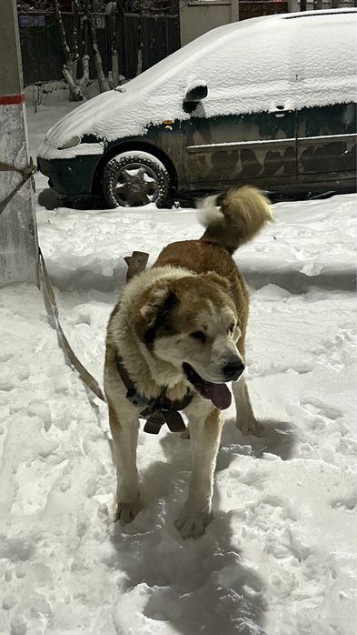 На вязку кобели сао кв