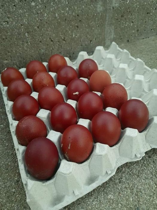 Разплодни яйца от черен мед маран