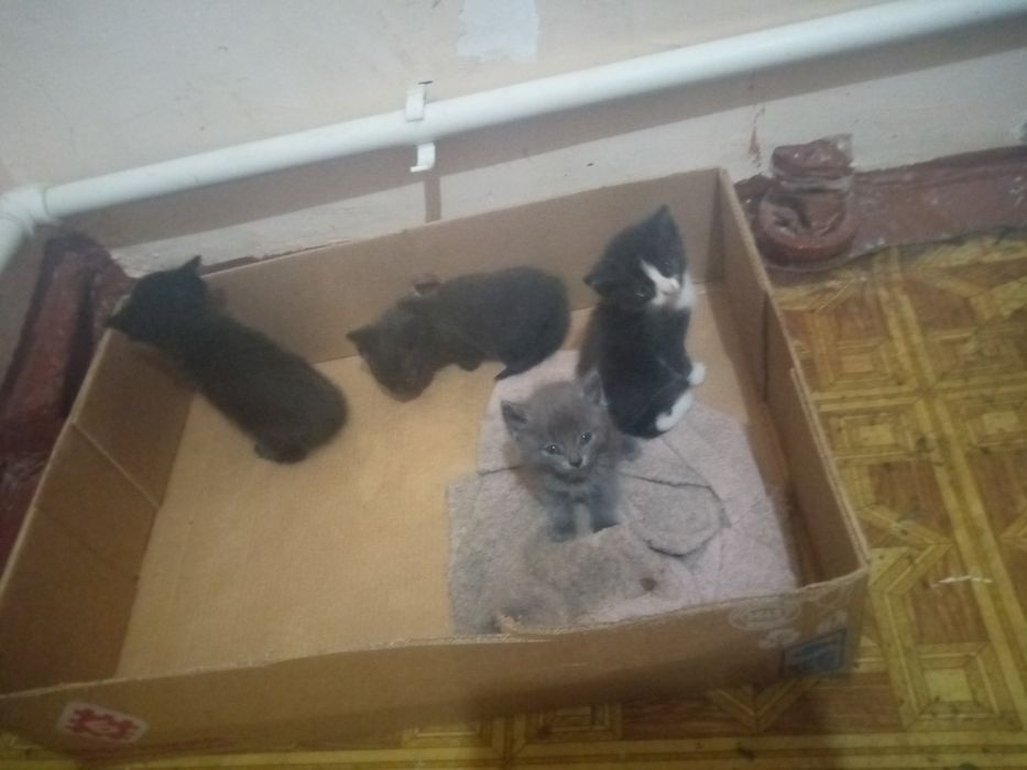 Отдам котят в добрые руки