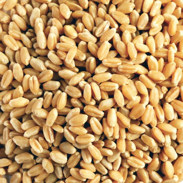 Пшеница зерно на экспорт / Бидай / 大量供应小麦 / Wheat for Export