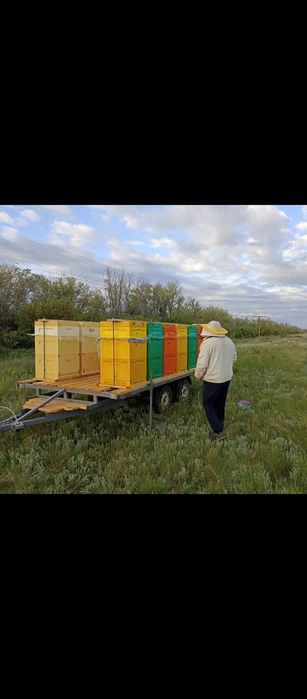 Пчелоплатформа 4.2*2