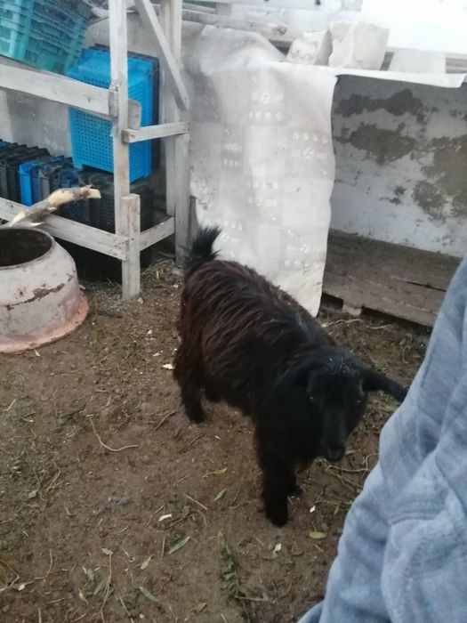 Продаётся козёл хороший