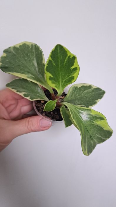 Продам пеперомию вариегатную