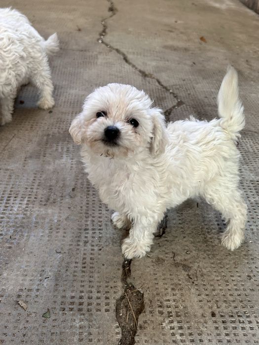 Pui Bichon Maltez de vânzare - 4 cățeluși
