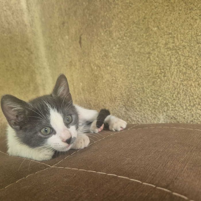 Dăruiesc spre adopție 3 puiuți de pisică – 2 luni, plini de viață!