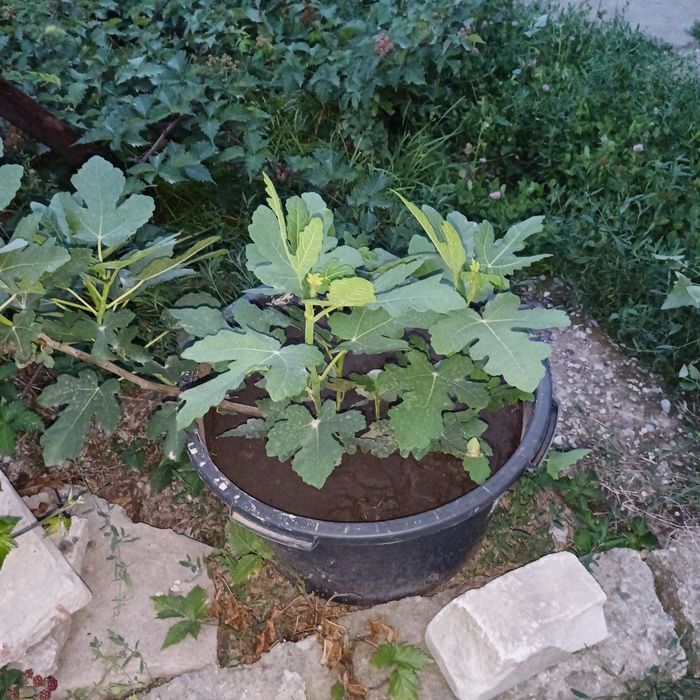 Продам Инжир Чапла