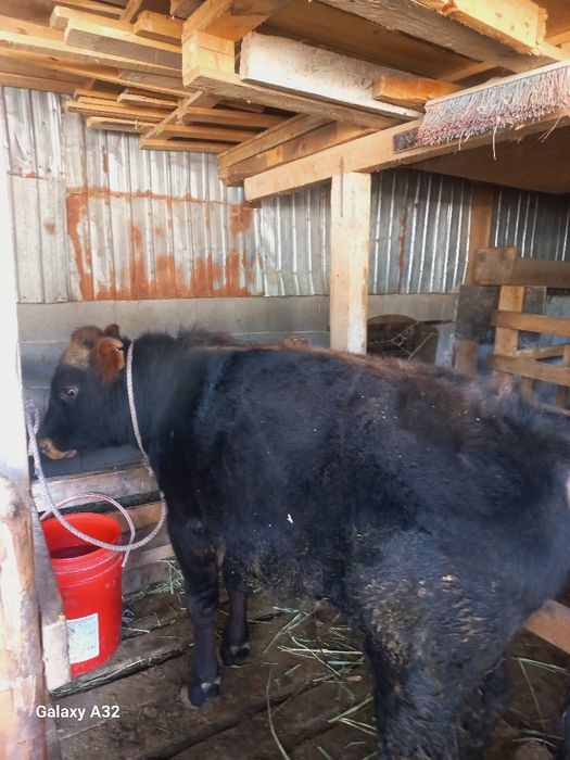 10 айлық таналар