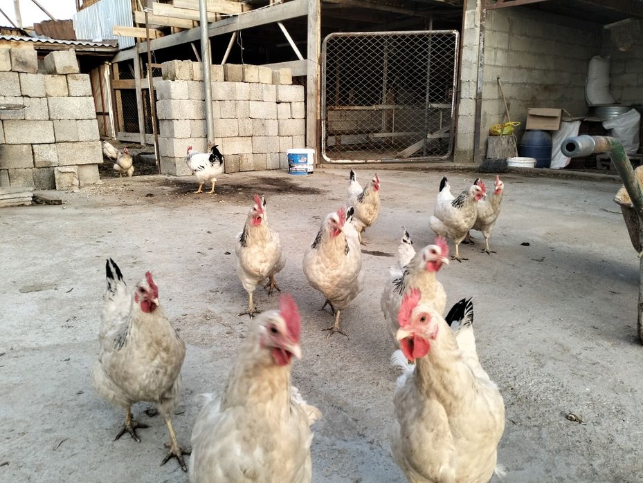 Адлер тауықтар.   .