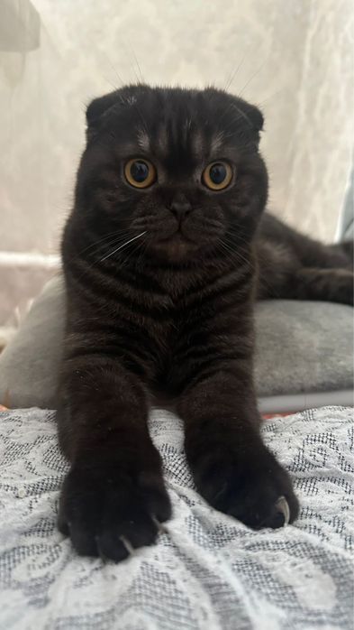 Продаётся шотландский вислоухий кот мальчик