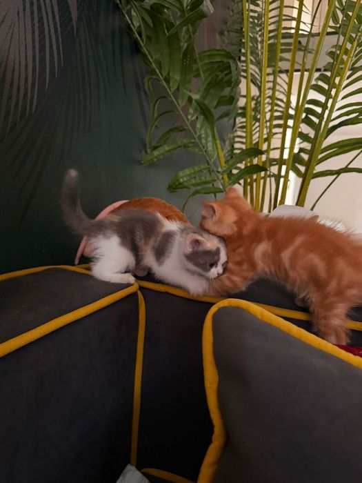 Котята в хорошие руки.