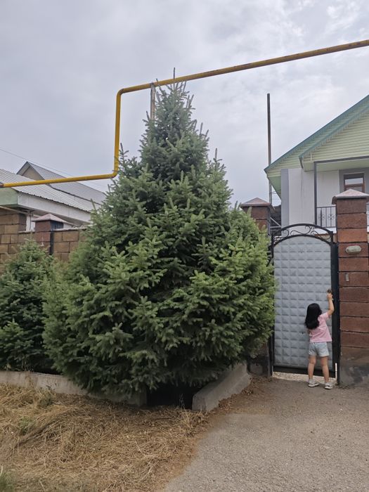 Ель .Тянь -Шаньская, самовывоз