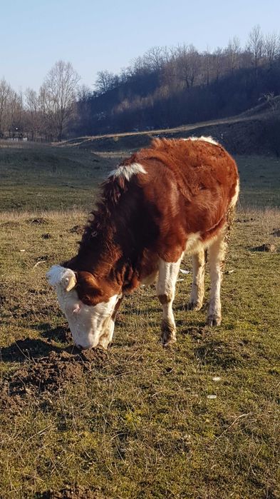 Juncă bălțată românească