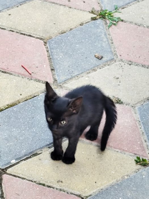 Ofer pui de pisică spre adopție GRATUIT