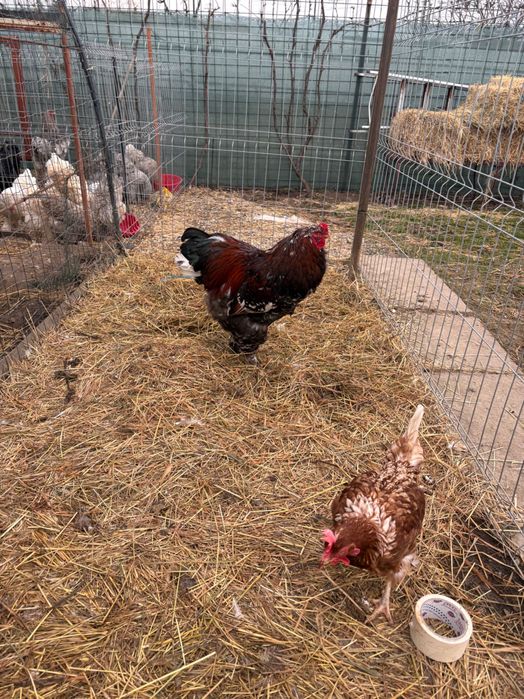 Vand cocos brahma porțelan