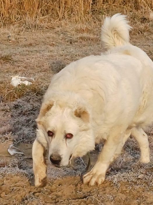 Собаки продается