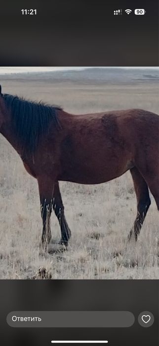 Продам жеребых кабыл