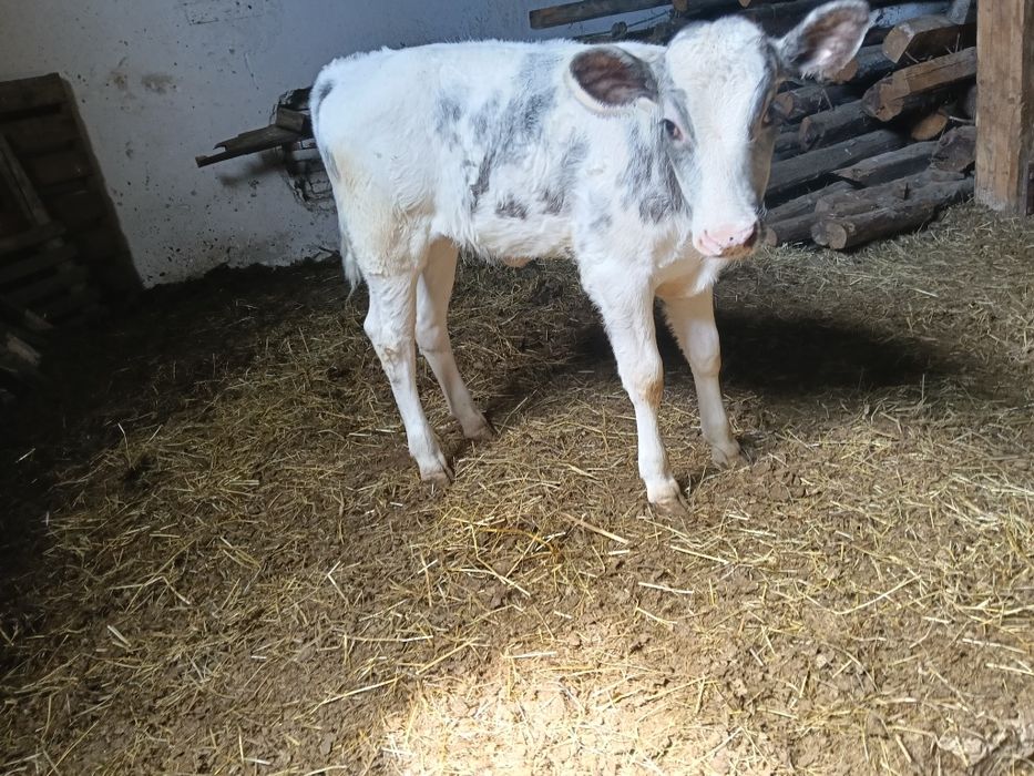 De vânzare vitea albastru belgian