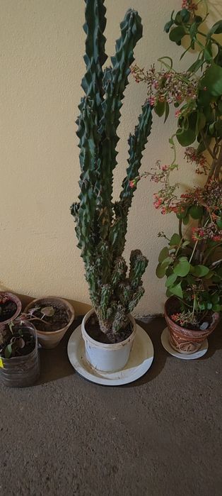 Cheroyli kak tus sotiladi