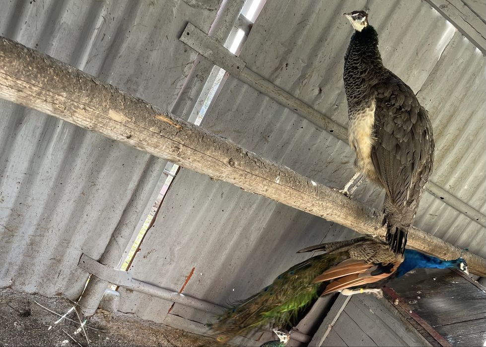 Pauni matur standard 2023