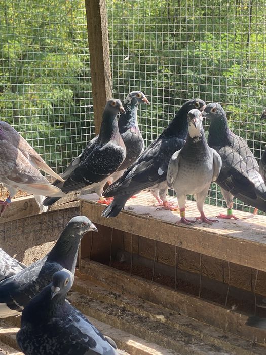 Vand porumbei voiajori