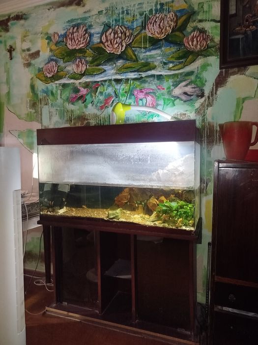 Рыбки анцитруссы, цветок Анубиса. Аквариум. Довести пятьдесят литров