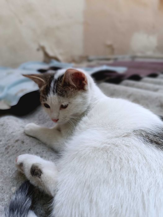 В добрые ручки лучших пушистиков