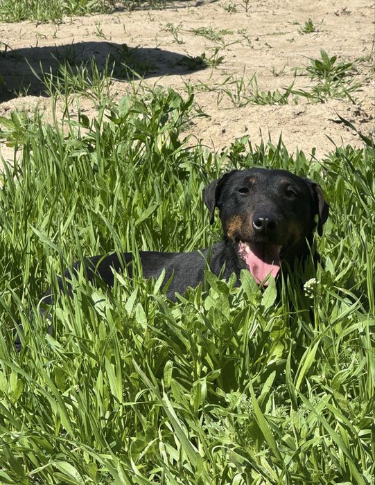 Ягдтерьер сука рабочи