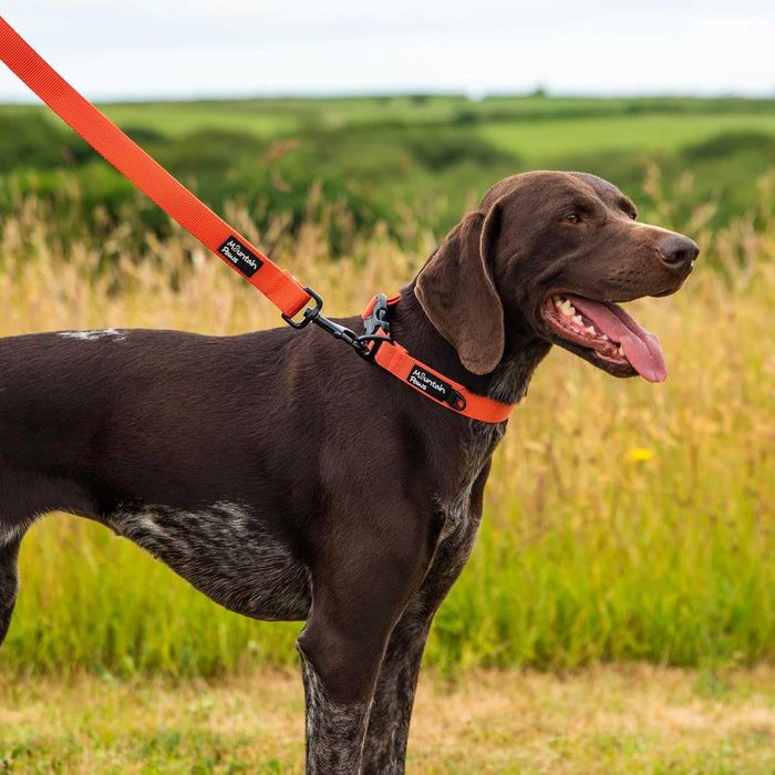 Оранжев нашийник за кучета Mountain Paws, размер L 36-58 см